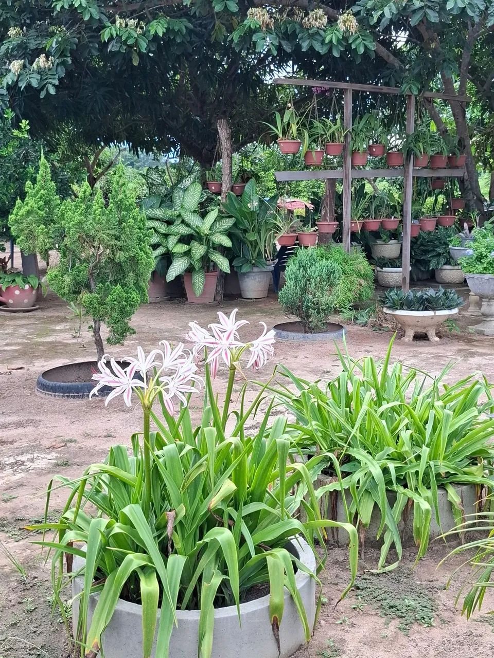  Vendo ou troco chácara 100X386m; área da vila Nova Esperança, Bonfim, há 52 km/Boa Vista. - Foto 5