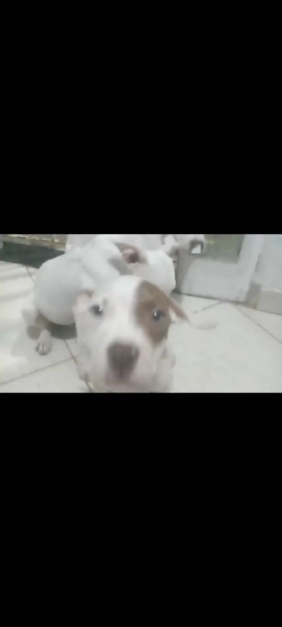 Filhote de Pitbull  - Foto 4