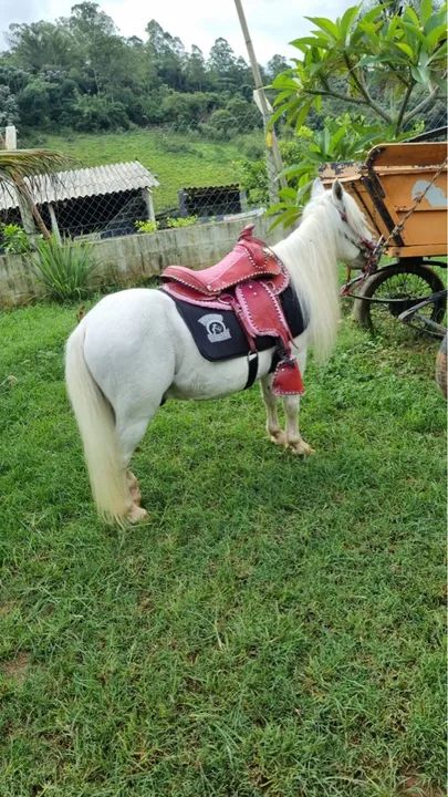 Pônei 8 anos inteiro adestrado  - Foto 2