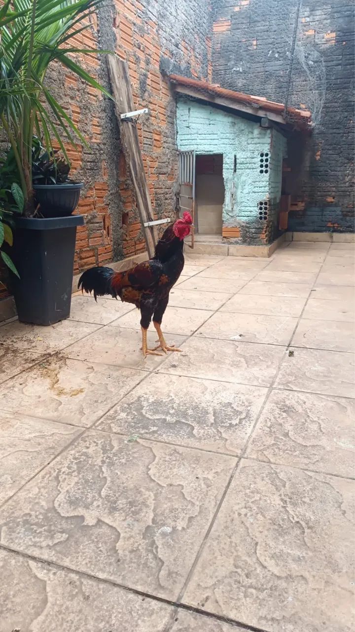 Galo - Foto 2