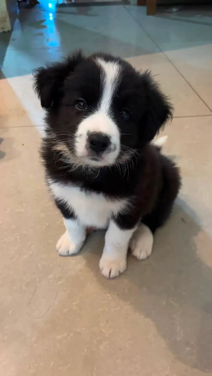 Cachorros Border Collie's - Foto 5