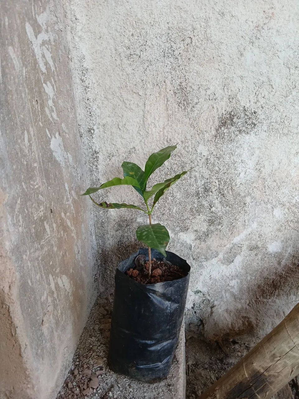 Mudas de café  - Foto 2
