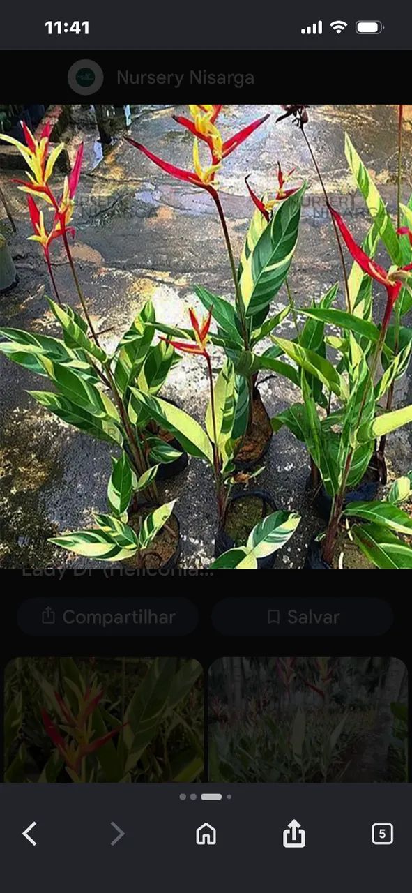 Plantas - Foto 2