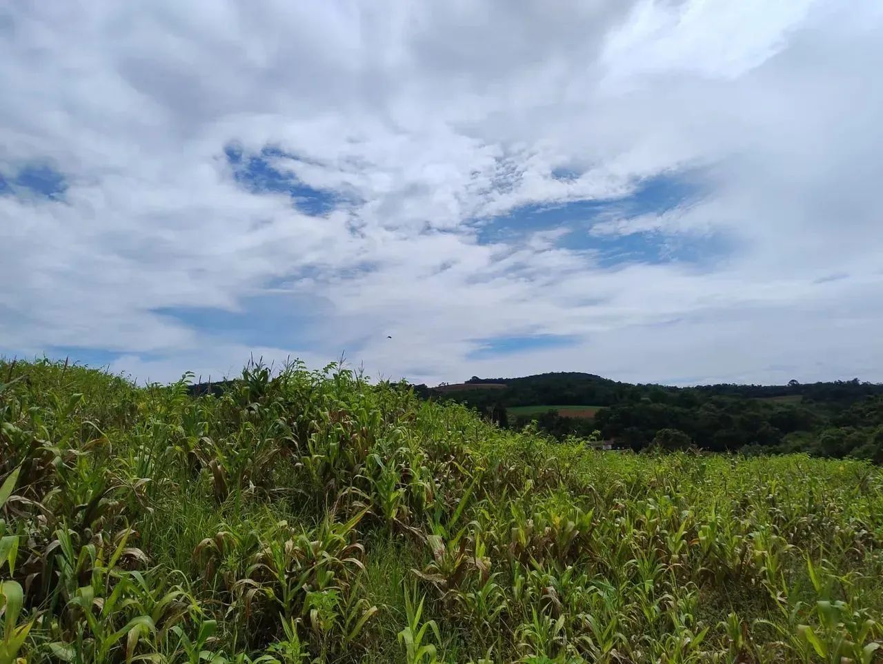 Pré-Lançamento de Terrenos em Ibiúna com Condições Especiais - Foto 13