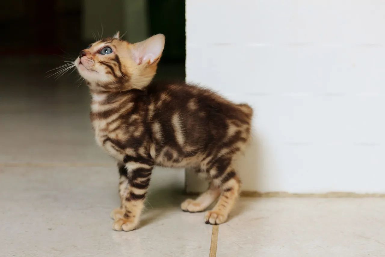 Bengal fêmea  - Foto 4