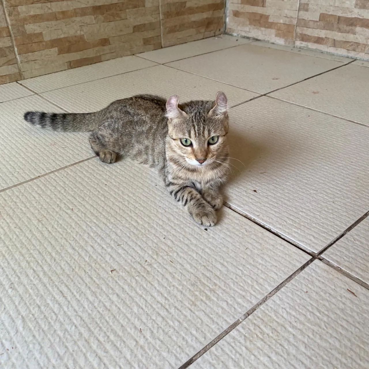 Gatos  - Foto 4