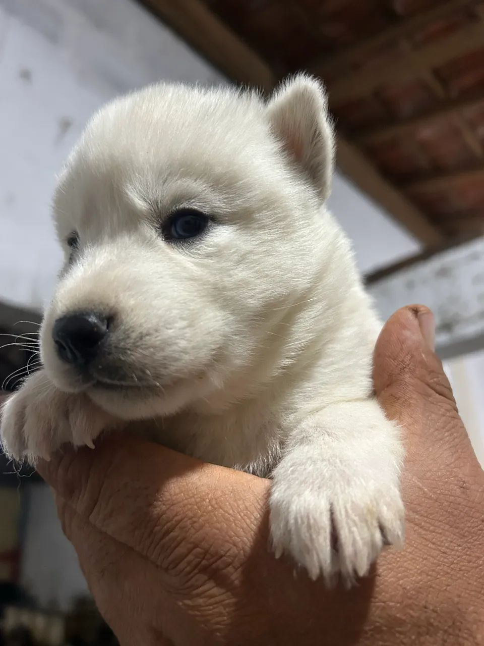 Huskey