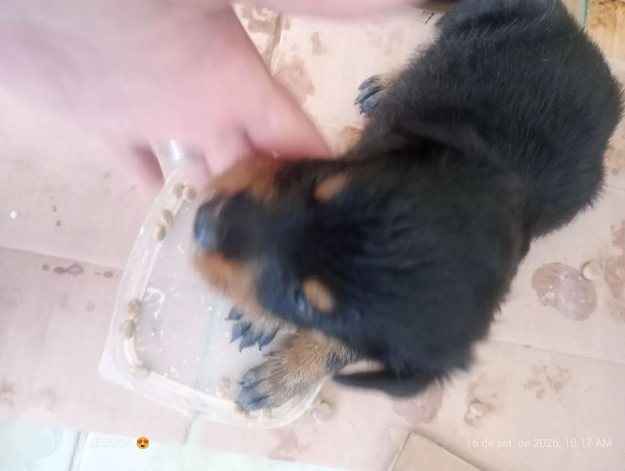 VENDO ROTTWEILER FILHOTE  - Foto 3