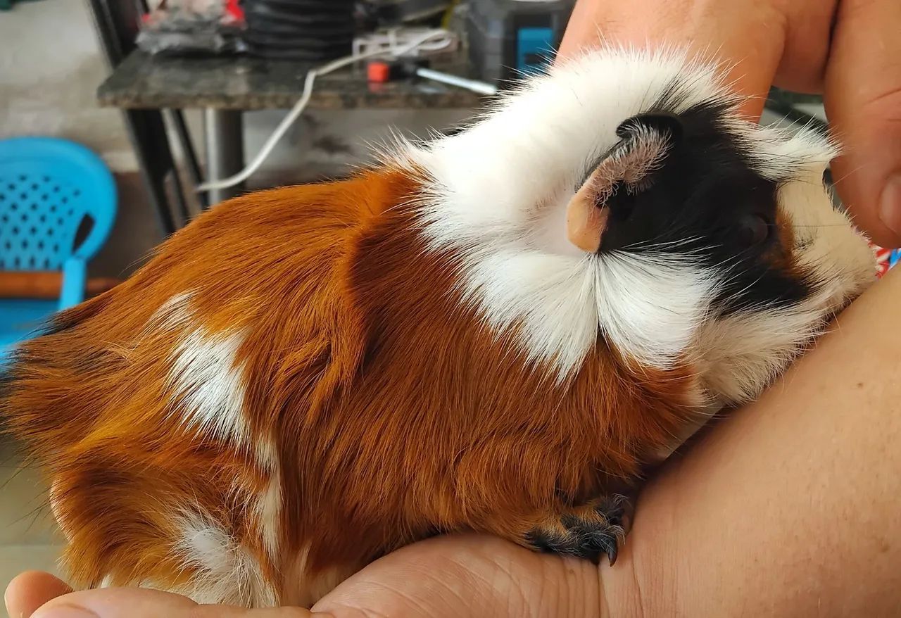 Vendo porquinho da índia adulto macho - Foto 2