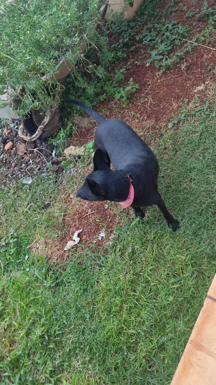 Cachorro  - Foto 4