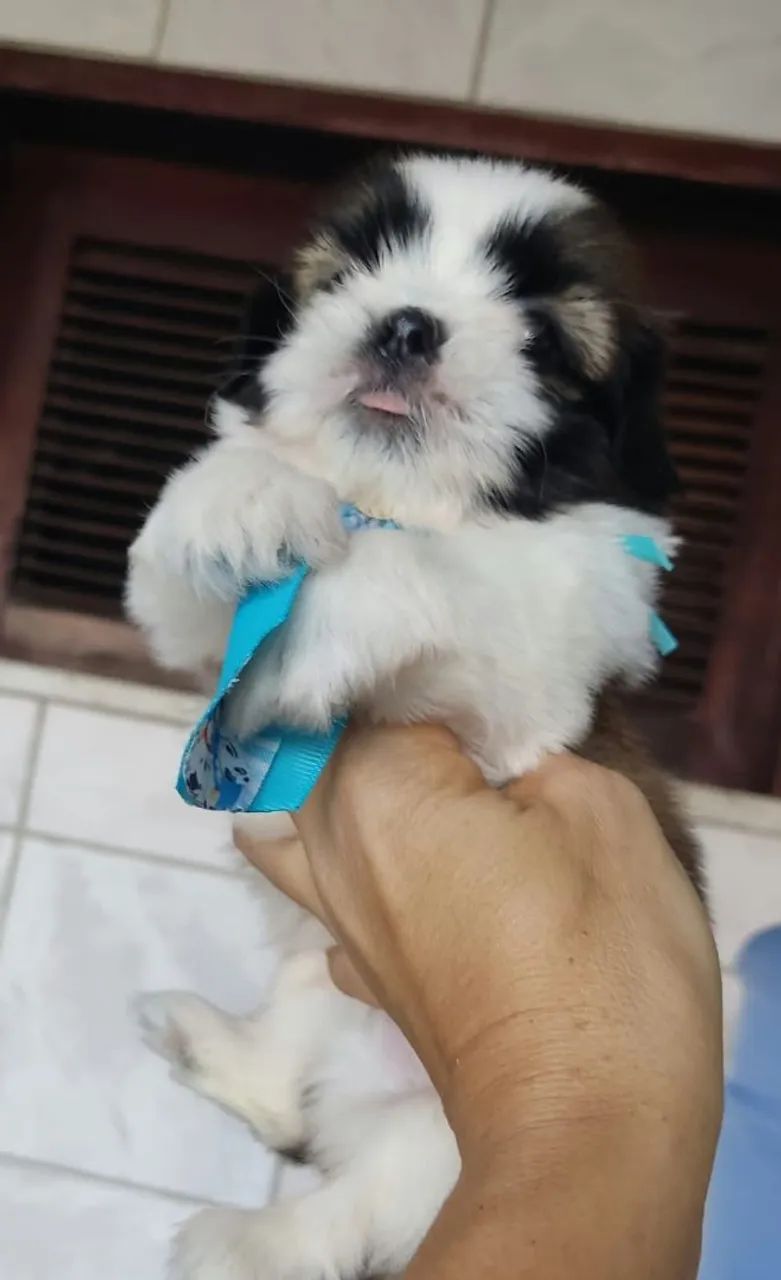 Shitzu macho disponível ? - Foto 5