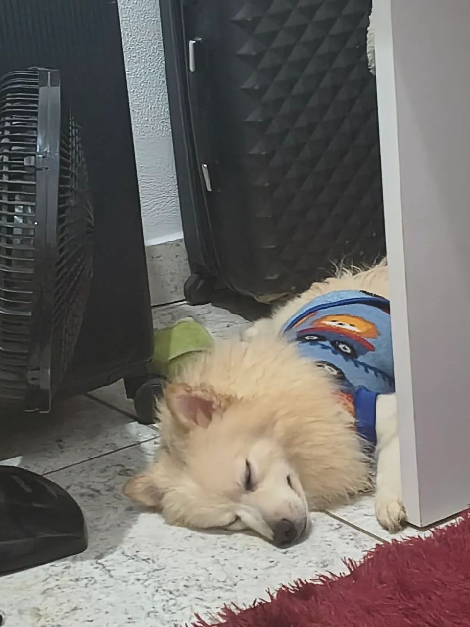 Spitz alemão pequeno - Foto 2