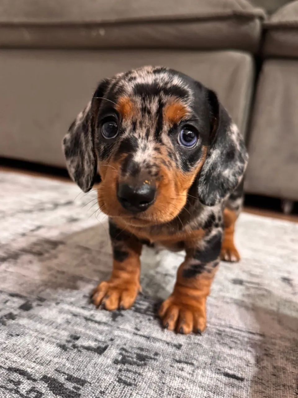 Filhote de Dachshund (salsichinha) 