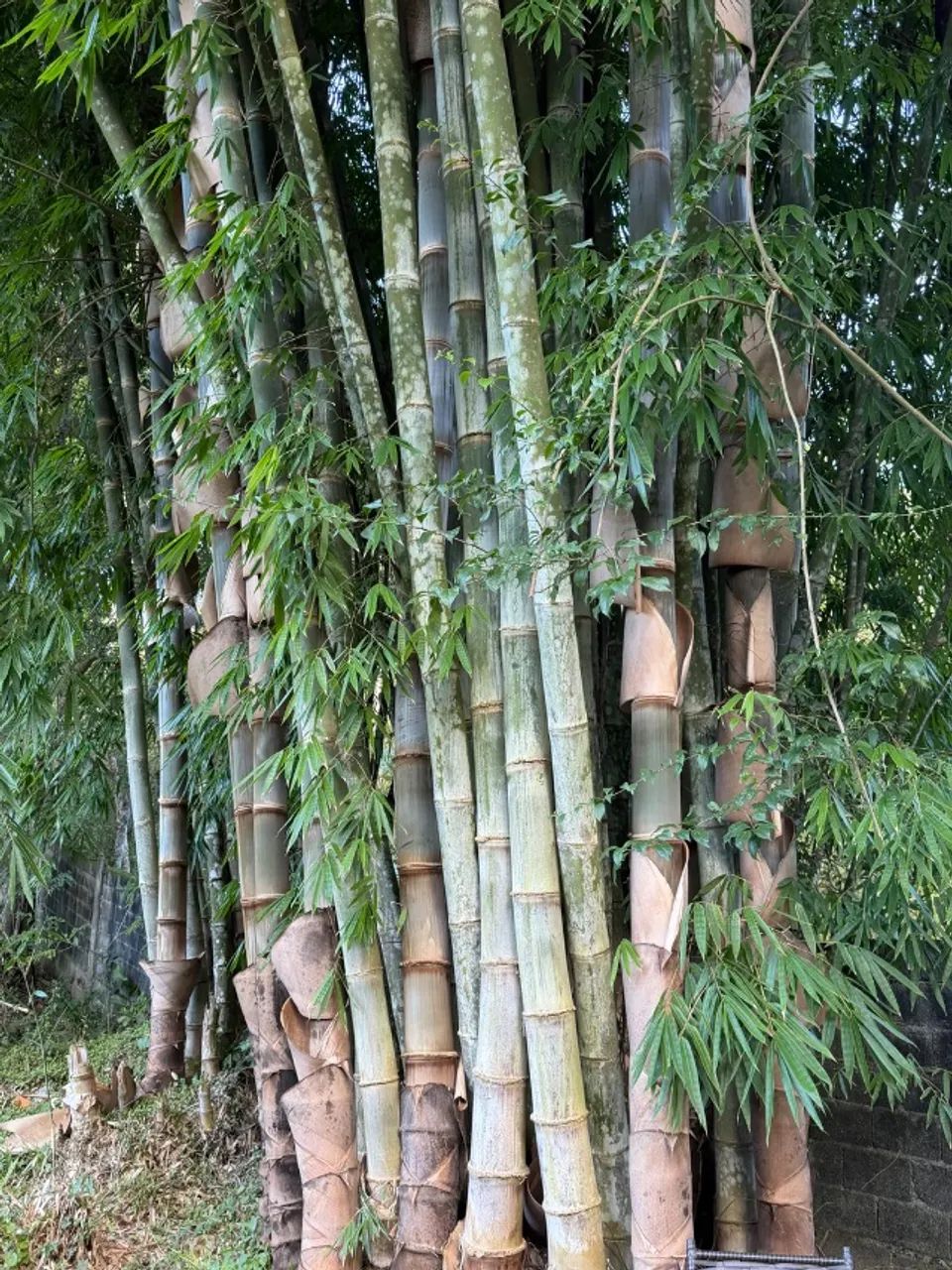 Vara de bambu - Foto 2
