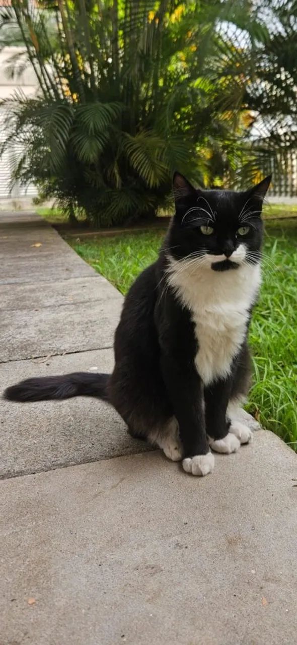 Adoção Gatinhos/SP
