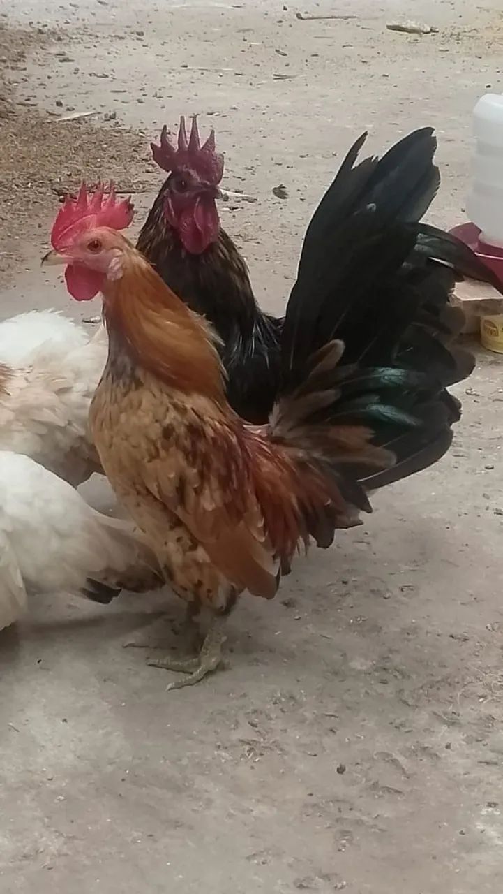 Mine Garnizer 