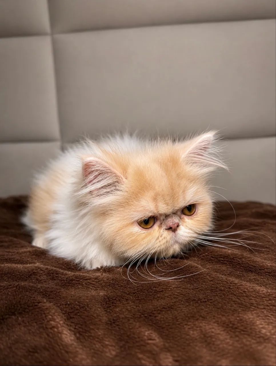 Gato persa  - Foto 2