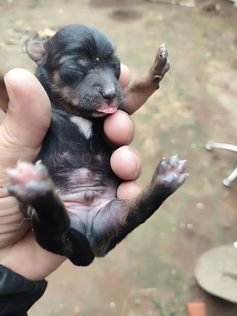 Filhotes de pinscher 