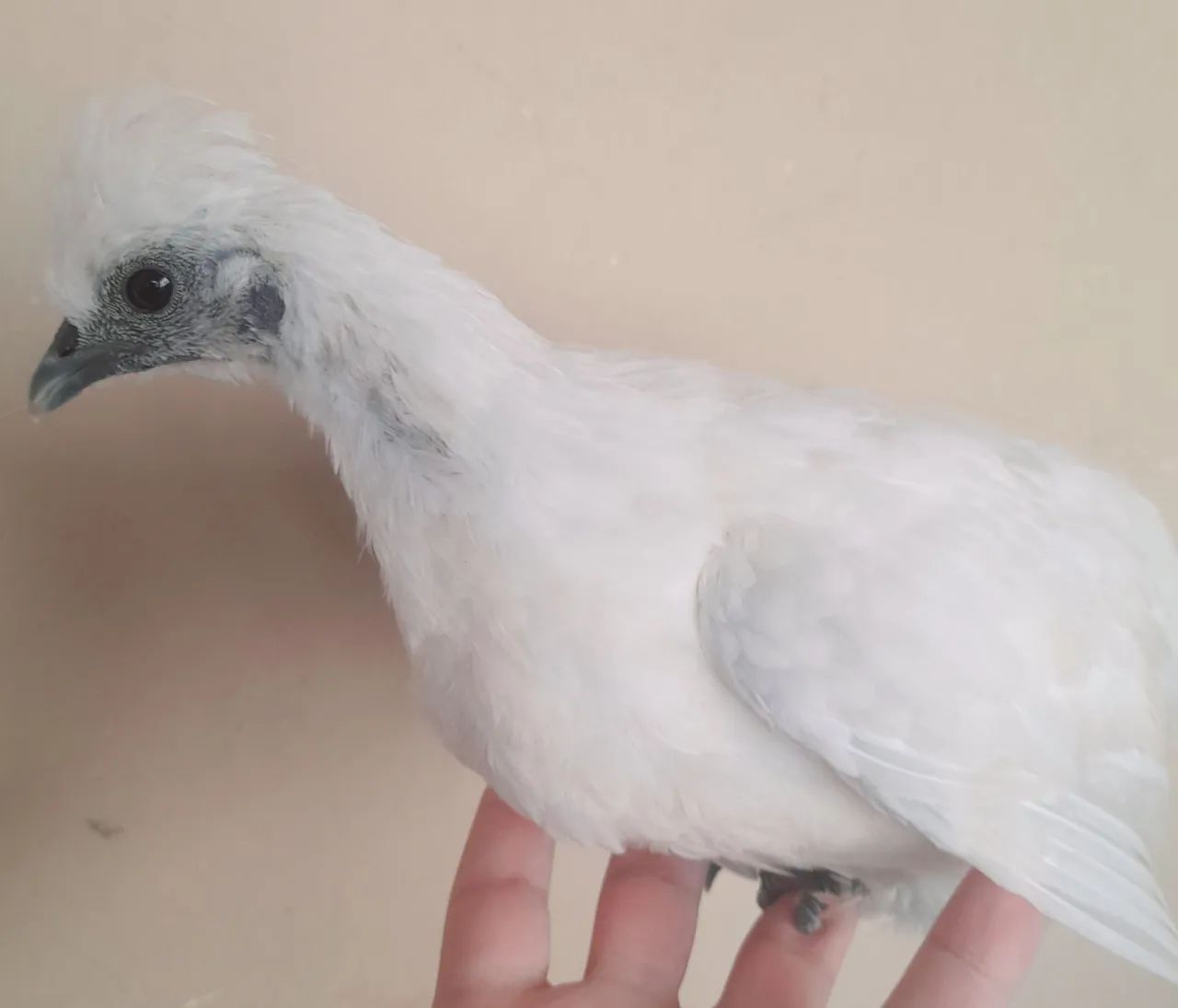 Vendo galo egalinha sedosa + duas mestiças - Foto 4