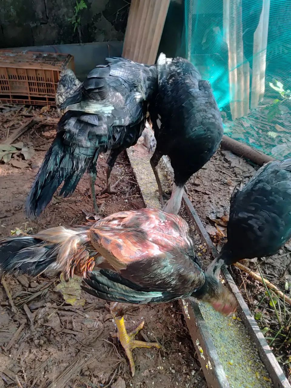 Vende se perus adultos e filhotes 