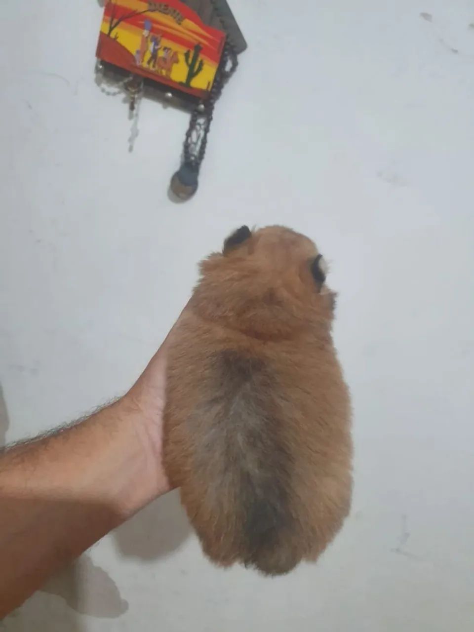 Spitz alemão  - Foto 4