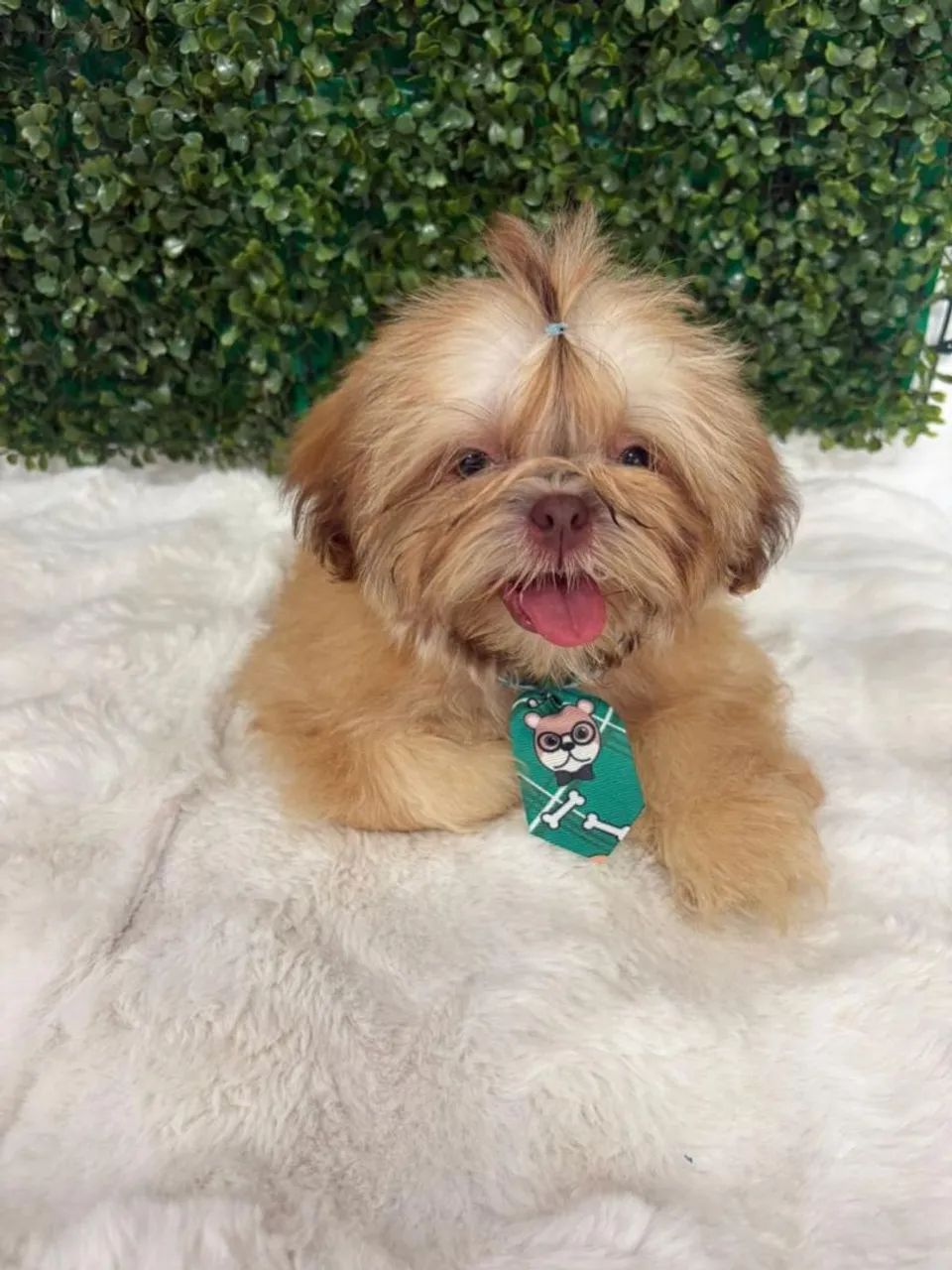 Shitzu pronta entrega  - Foto 5