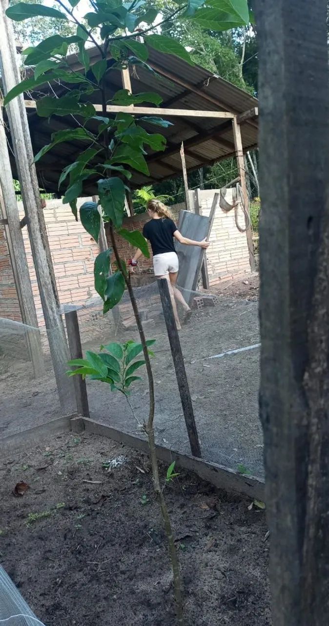 Sítio pra vender  - Foto 5