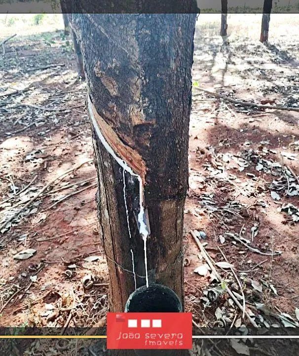 Fazenda para Venda em Cristalândia - Foto 5