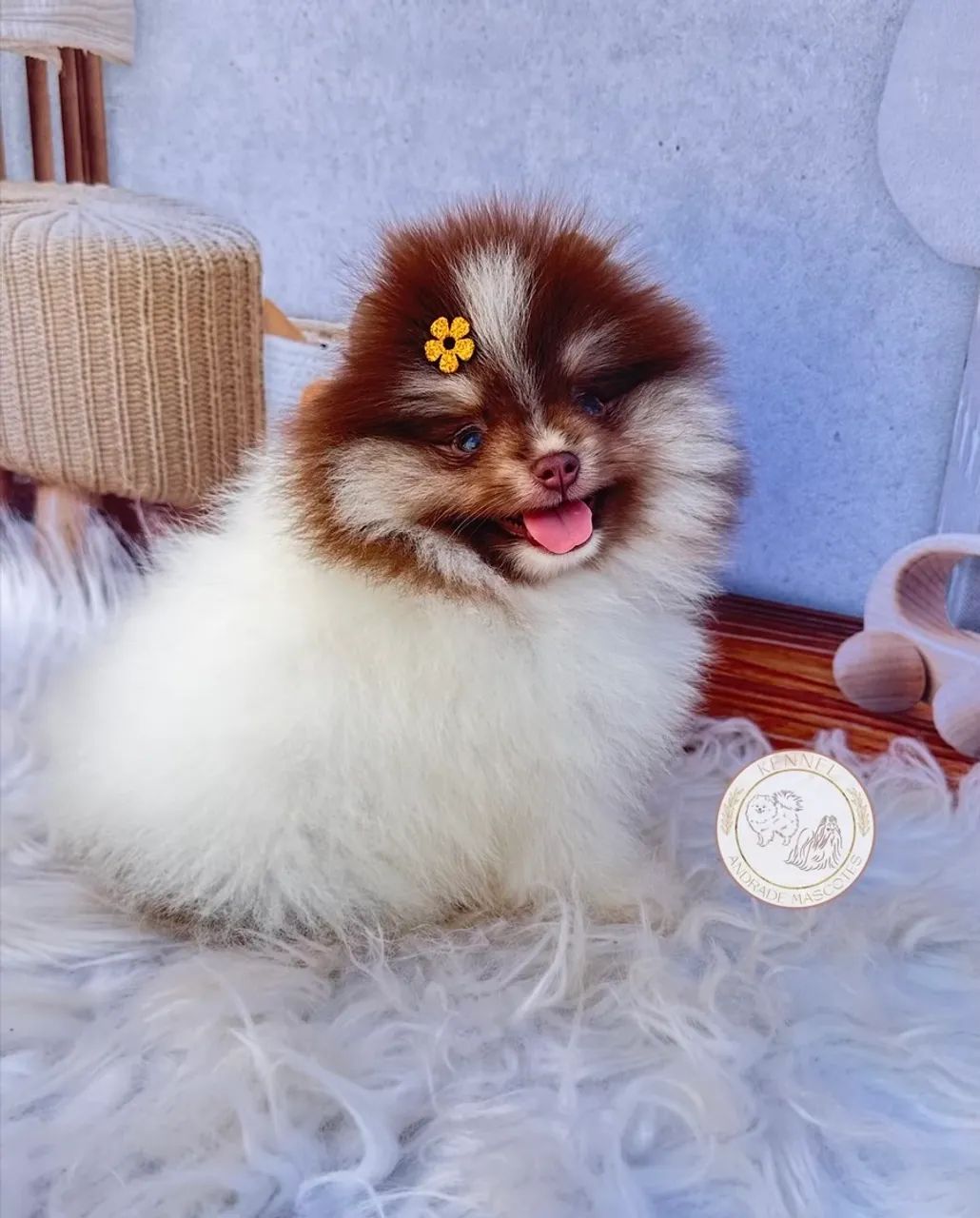 Fêmea de Spitz alemão (Lulu da pomerania)  12x  - Foto 2