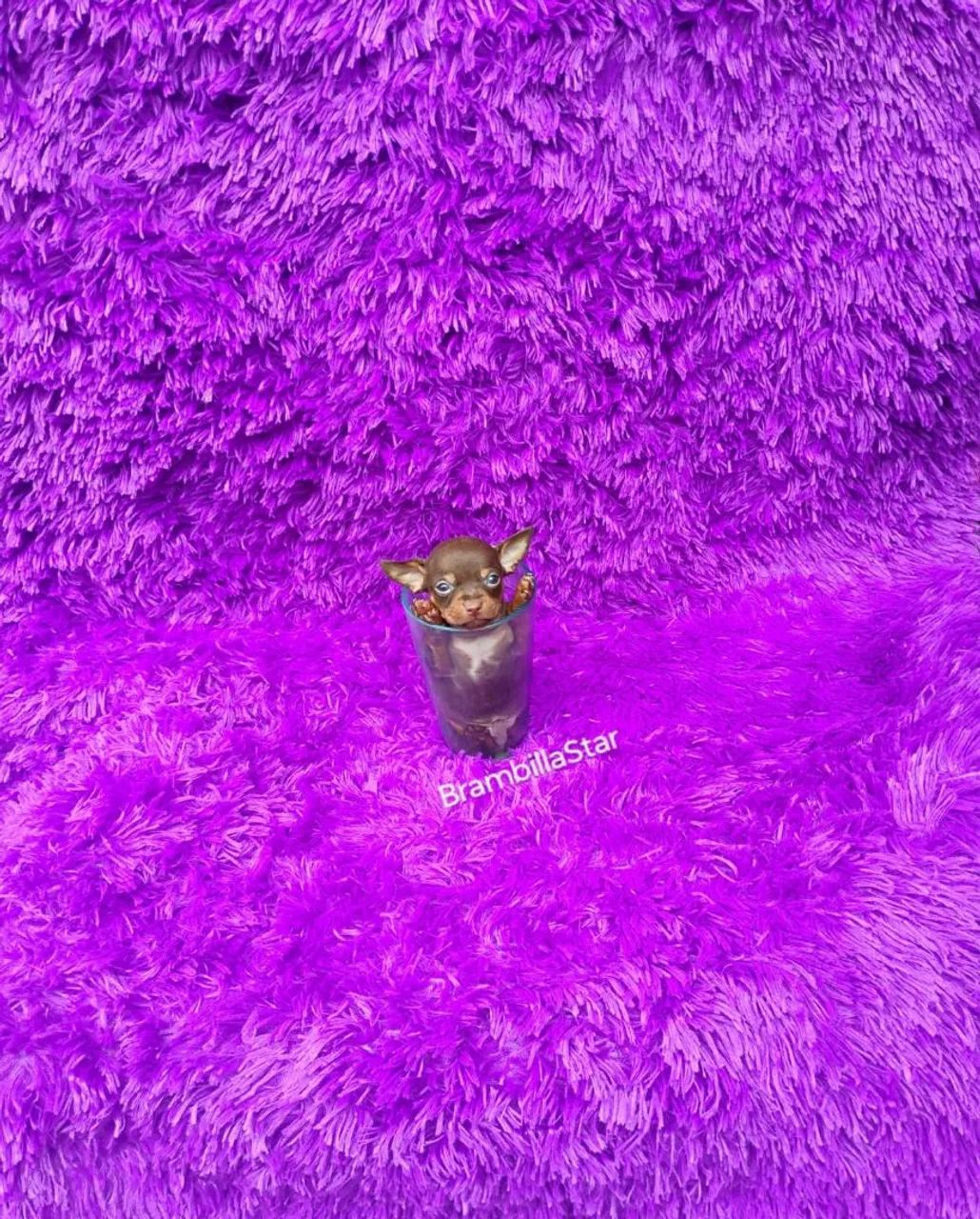 Princesinha linda filhotinha de pinscher miniatura 00. Chocolatinha doce e amorosa