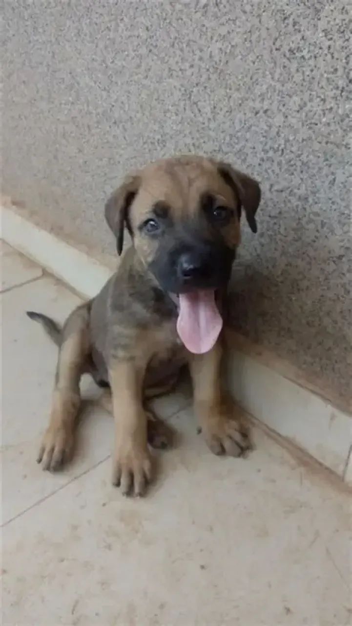 labrador  - Foto 4