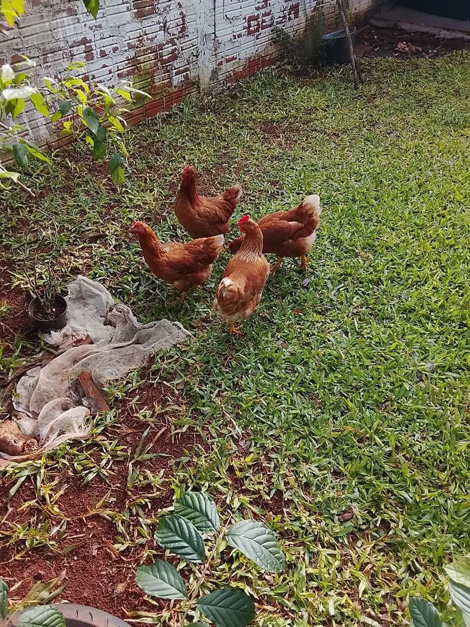 Vendo galinhas botadeiras