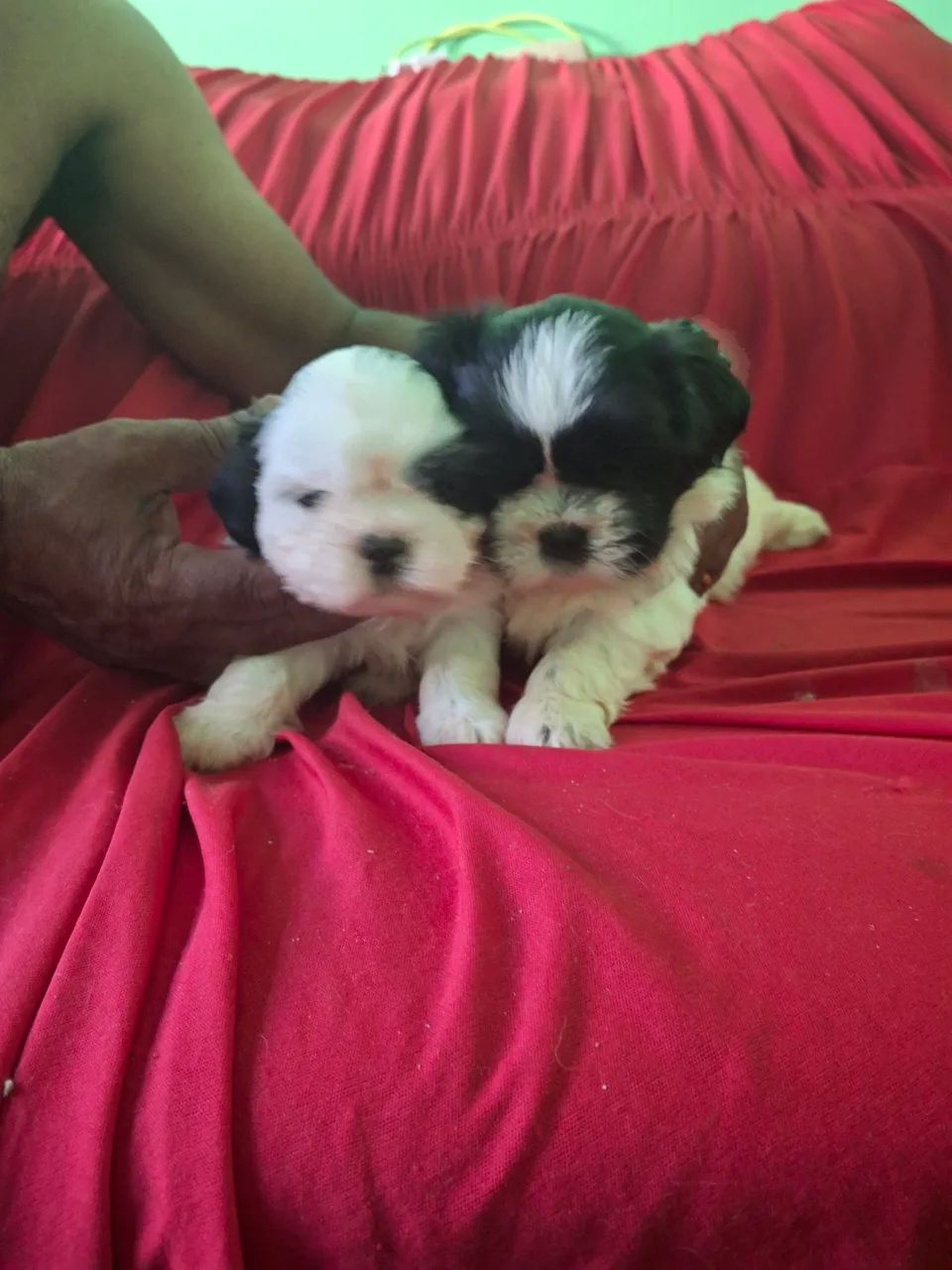 Vendo cachorros  - Foto 2