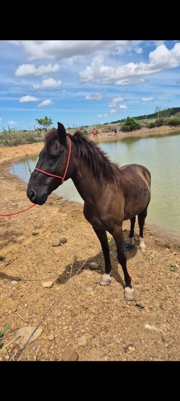 Cavalo bacheiro, manso para qualquer pessoa andar - Foto 4