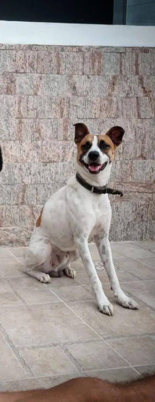 Cachorro para adoção responsável 