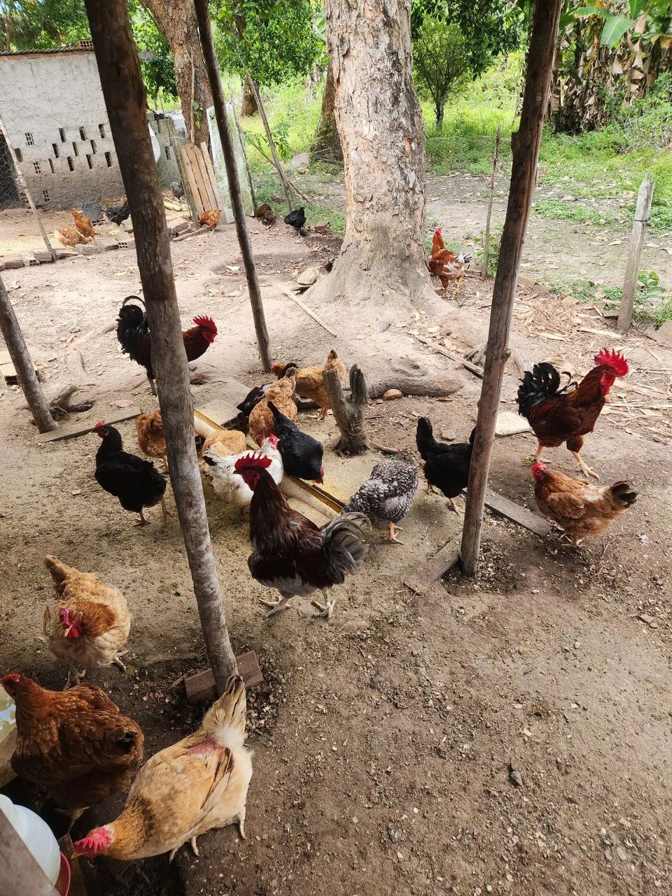 Frangos e Galinhas Capoeira criados soltos.  - Foto 4