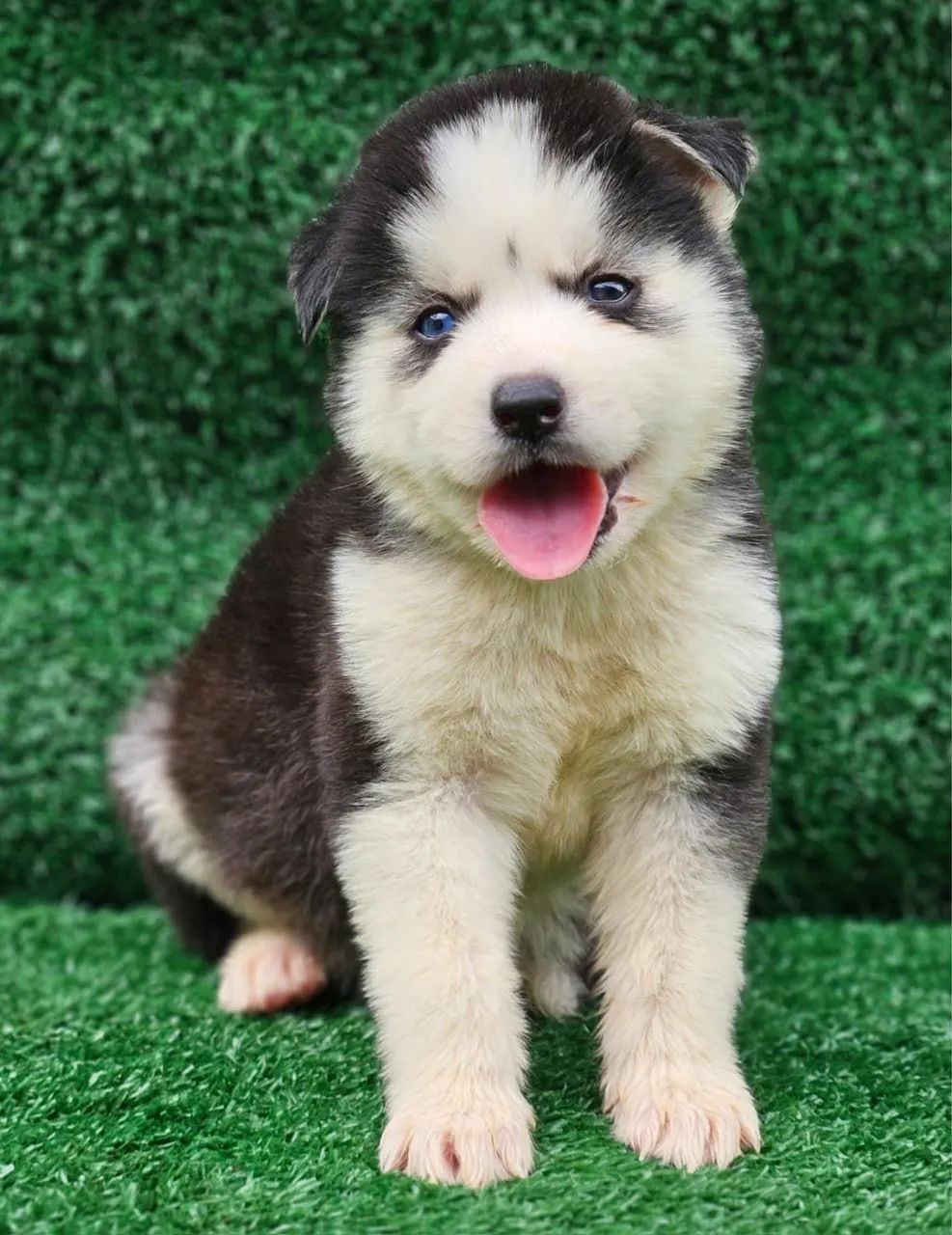 Husky siberiano 