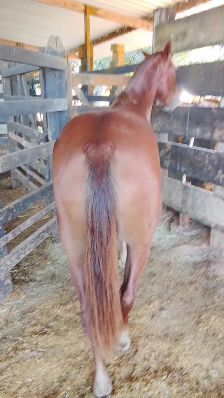 Égua quarto de milha  - Foto 3