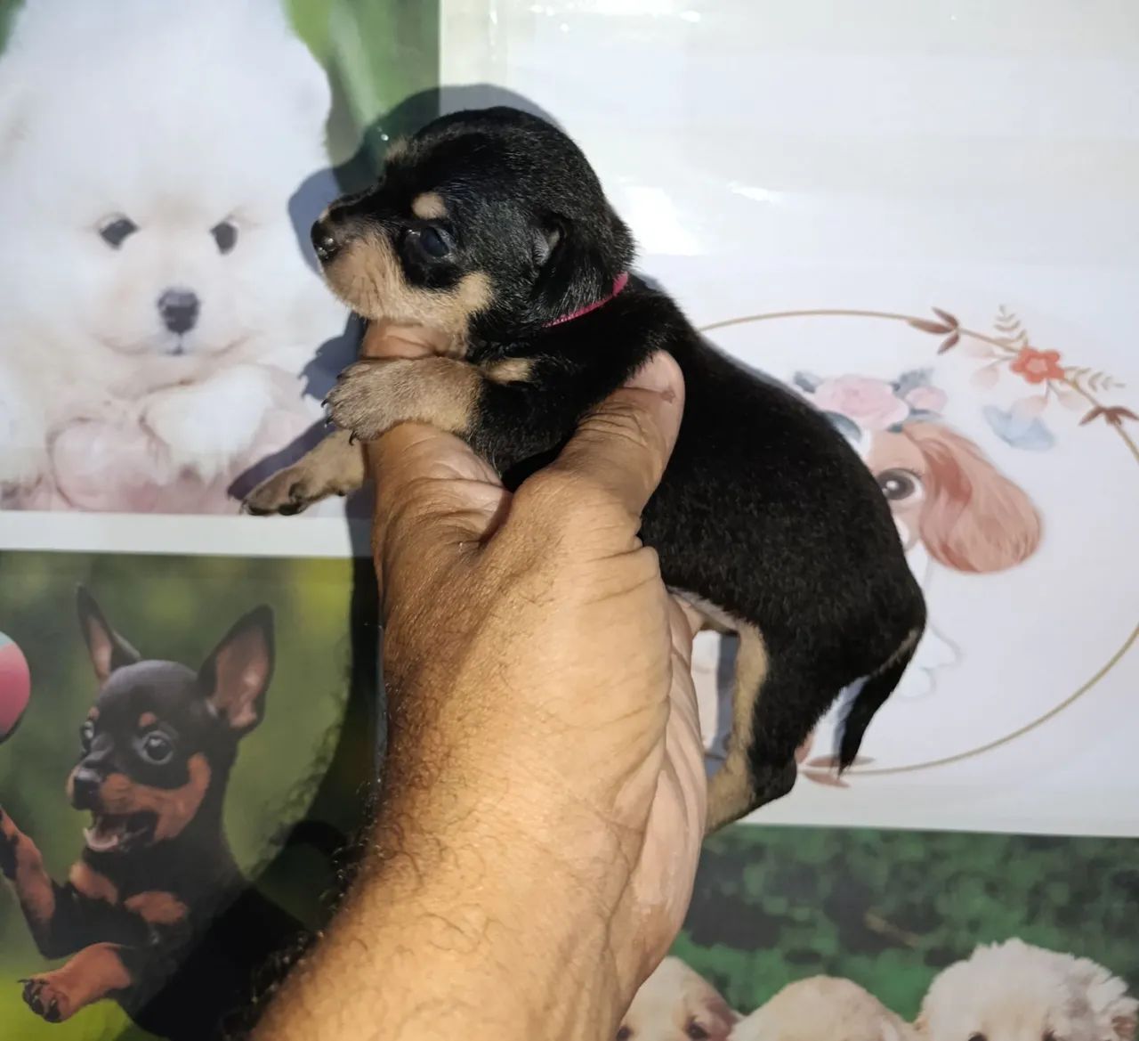 Pinscher miniaturas - Foto 3