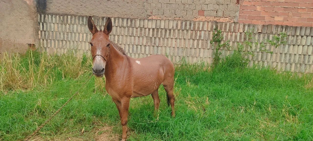 Mula de patrão  - Foto 2