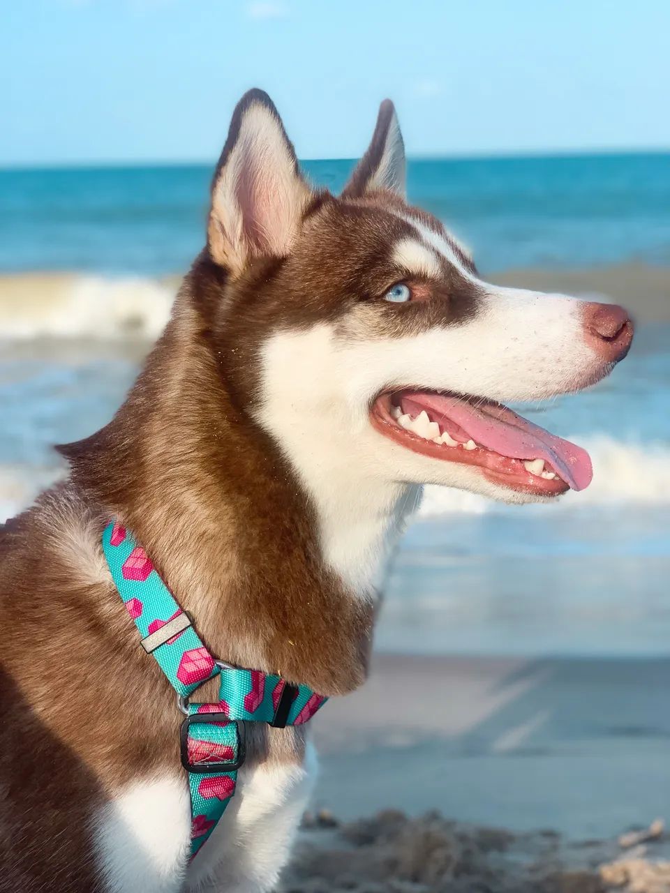 DOAÇÃO HUSKY (MACHO) - Foto 2