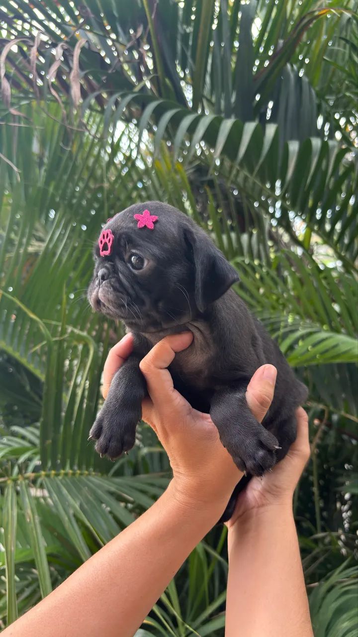 PUG FÊMEA  - Foto 2