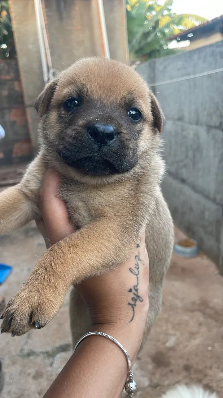 Doação filhotes de Chow chow  - Foto 3