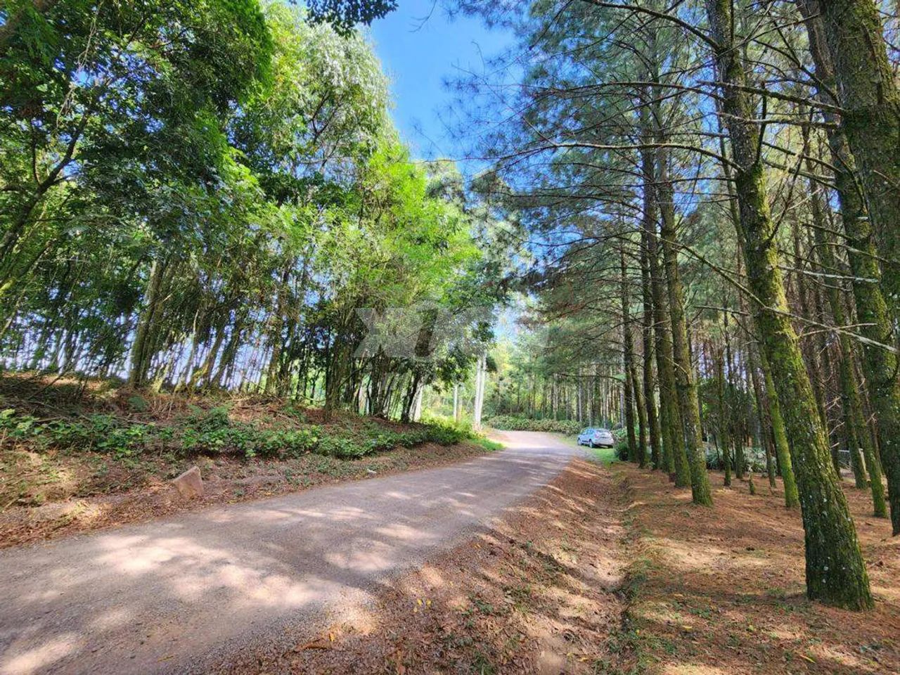 SÍTIO EM NOVA PETRÓPOLIS / RS - Foto 5