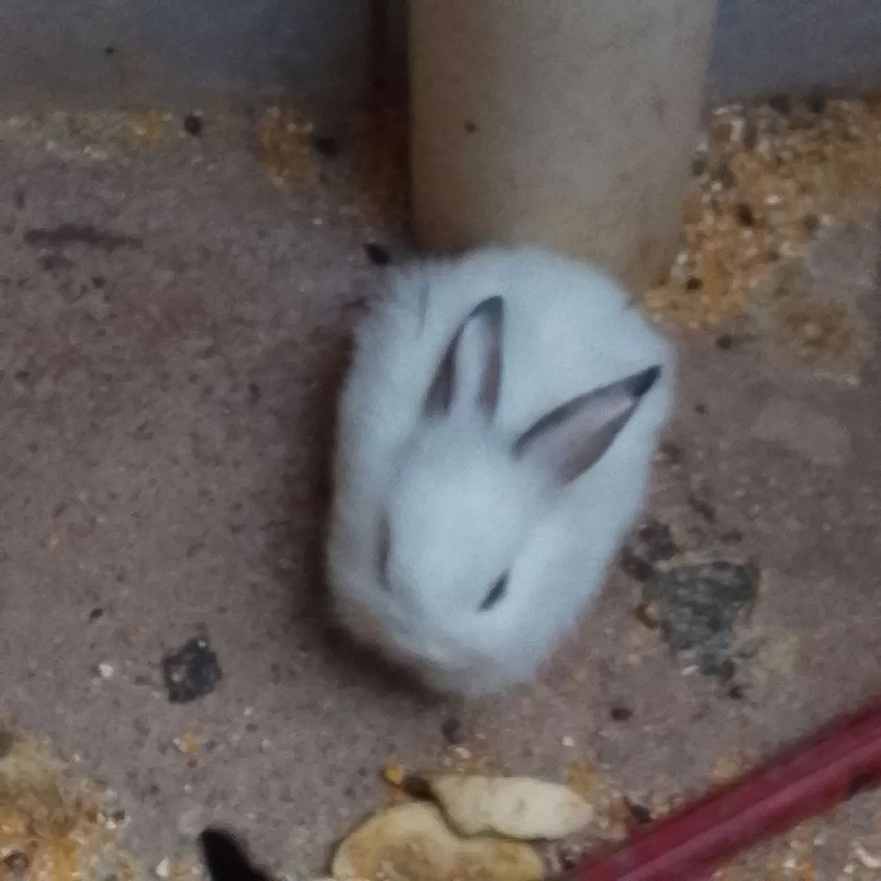 Coelhos filhotes de raça - Foto 4