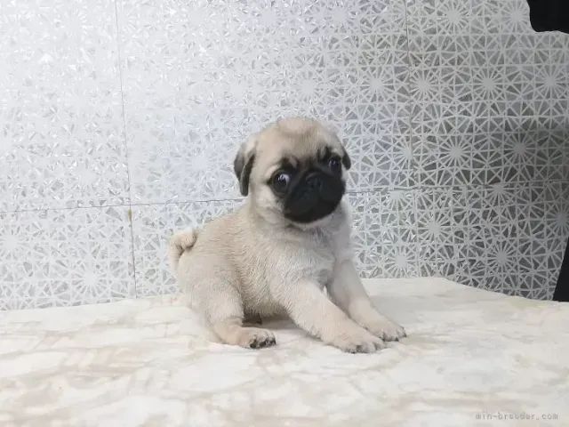 Filhotinhos pug super dóceis e de linhagem selecionada para casa