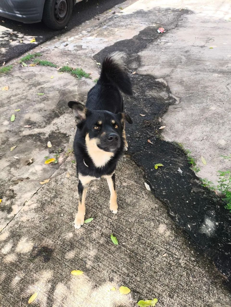 Cachorro abandonado na rua João calandrim
