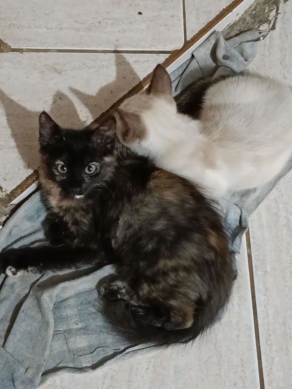Gatinhas irmãs