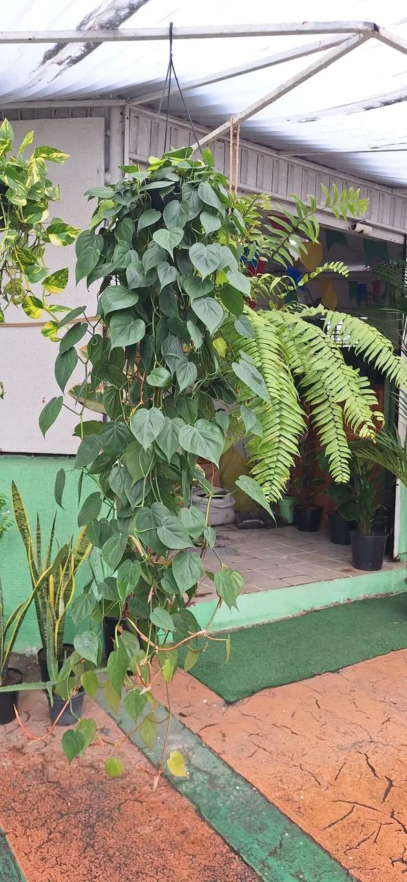 Planta filodendro verde (enorme)