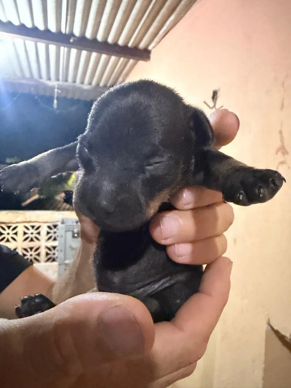 Cachorro pinche  - Foto 2